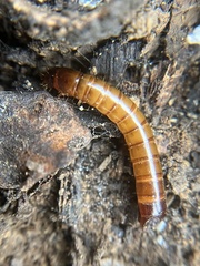 Meracantha contracta