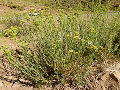 Senecio subumbellatus
