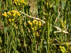 Senecio subumbellatus