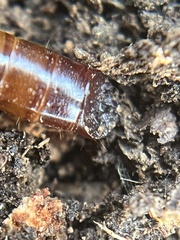 Meracantha contracta