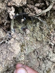 Ornithoctoninae