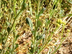 Senecio subumbellatus