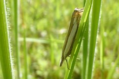 Crambus pascuella
