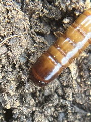 Meracantha contracta