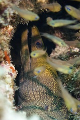 Gymnothorax undulatus