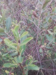 Escallonia megapotamica