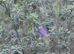 Leucophyllum frutescens