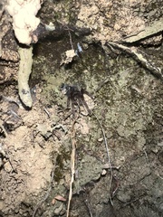 Ornithoctoninae