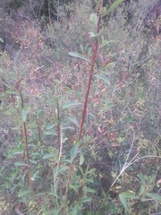 Escallonia megapotamica