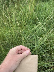 Amphibromus nervosus