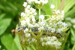 Depressaria daucella