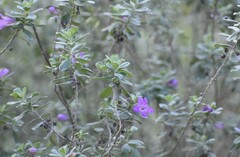 Leucophyllum frutescens