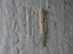 Lepidoptera