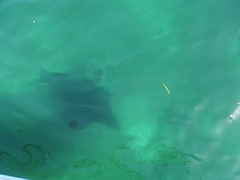 Mobula
