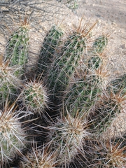 Echinocereus engelmannii