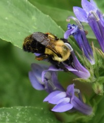 Bombus impatiens