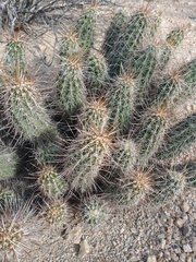 Echinocereus engelmannii