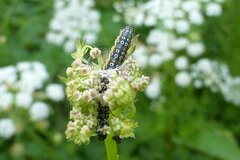 Depressaria daucella