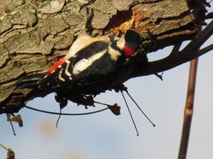 Dendrocopos major