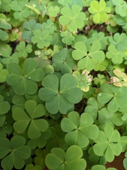 Oxalis californica
