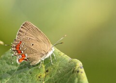 Bistonina mantica
