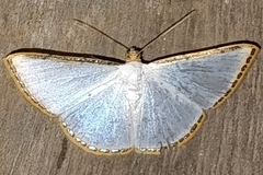 Leuciris fimbriaria