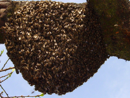 Asian Honey Bee (Apis cerana)