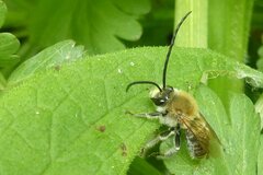 Eucera