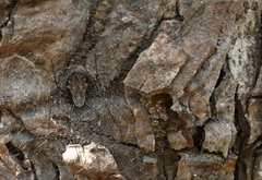 Herennia multipuncta