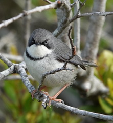 Apalis thoracica capensis
