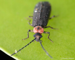 Cycloderus rubricollis