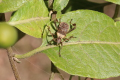 Leptoglossus chilensis
