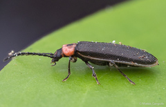 Cycloderus rubricollis