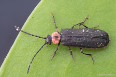 Cycloderus rubricollis