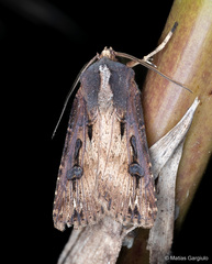 Agrotis robusta