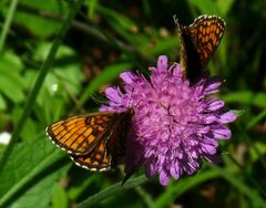 Melitaea athalia