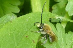Eucera