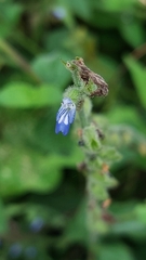 Salvia misella