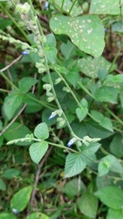 Salvia misella