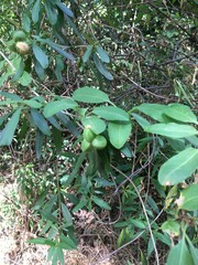 Colliguaja odorifera