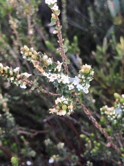 Epacris gunnii