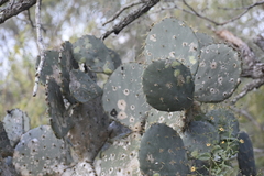 Opuntia alta