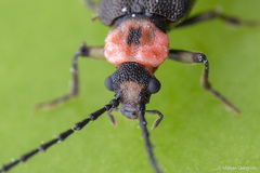 Cycloderus rubricollis