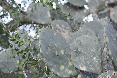 Opuntia alta