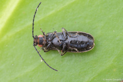 Cycloderus rubricollis