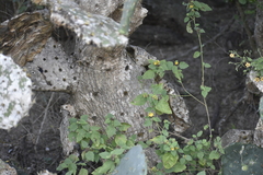 Opuntia alta