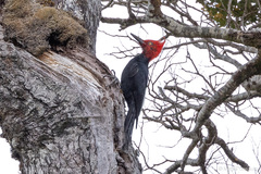 Campephilus magellanicus