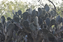 Opuntia alta