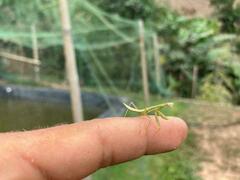 Stagmomantis theophila