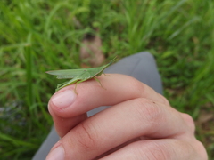 Orthoptera